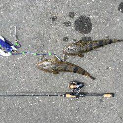 大型シーバスゲット