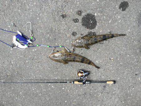 大型シーバスゲット