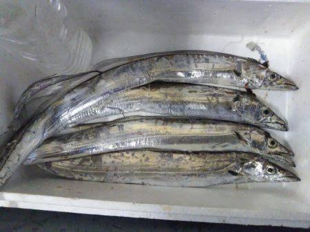 テンヤでタチウオ