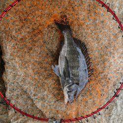 雨のあと、濁りを期待。