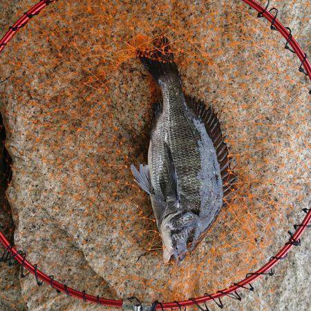 雨のあと、濁りを期待。