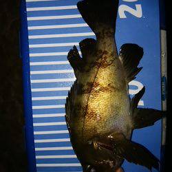 穴釣りのちメバリング