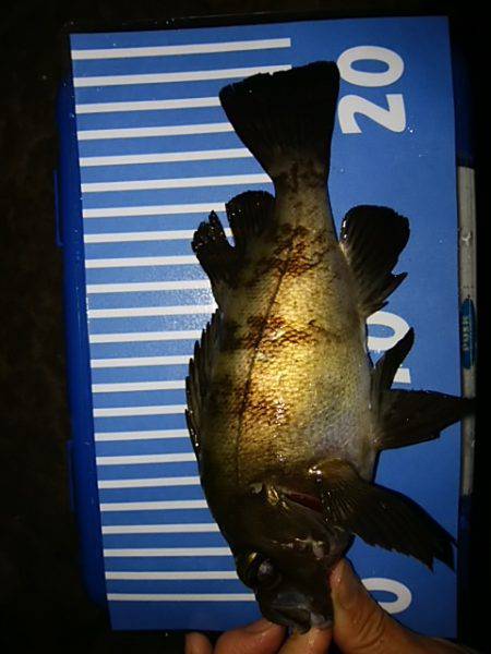 穴釣りのちメバリング