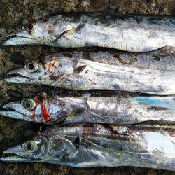 テンヤでタチウオ