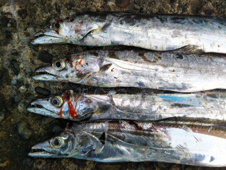 テンヤでタチウオ