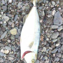 ショアジギでワカシ