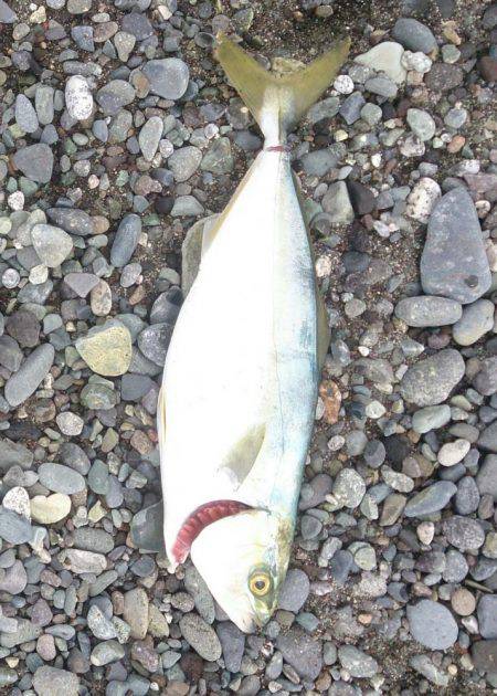 ショアジギでワカシ