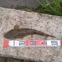 アジング+フラットフィシュ