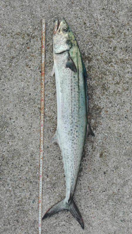 ショアジギング