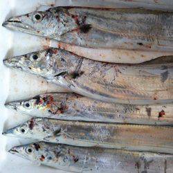 阿南市の辰巳でタチウオテンヤ