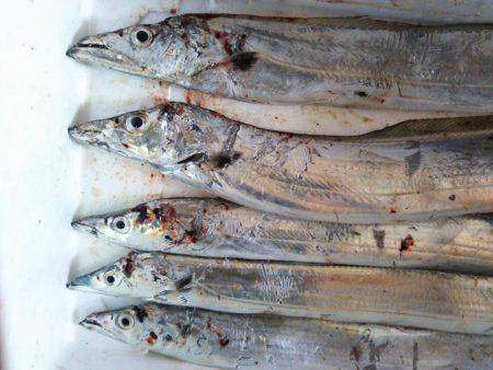 阿南市の辰巳でタチウオテンヤ