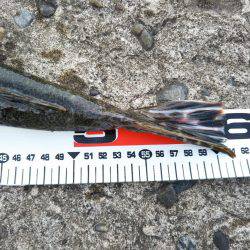 阿南市の辰巳周辺でマゴチ