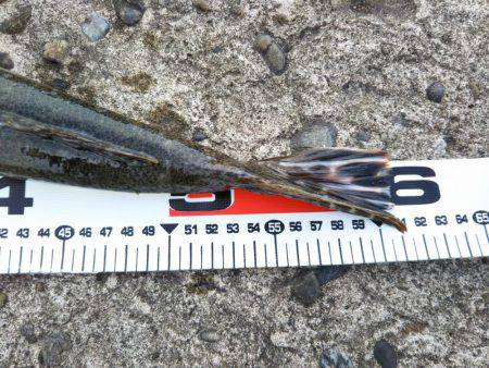 阿南市の辰巳周辺でマゴチ