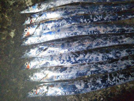 阿南市の辰巳でタチウオテンヤ