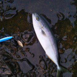 阿南市の辰巳でタチウオとヒラメ