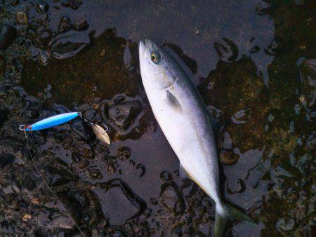 阿南市の辰巳でタチウオとヒラメ