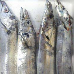 阿南市の辰巳でタチウオテンヤ