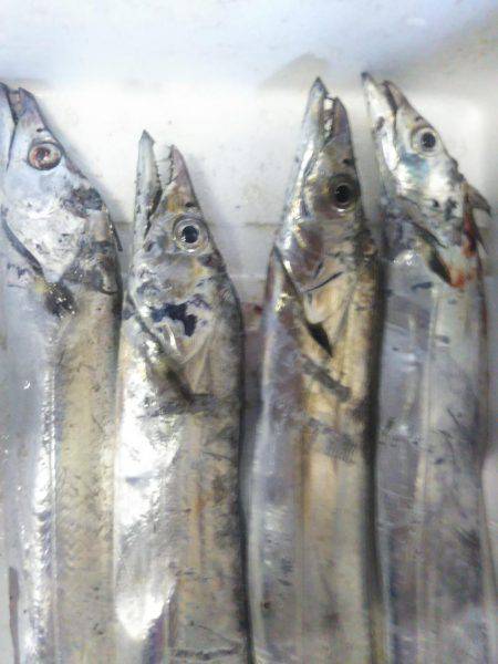 阿南市の辰巳でタチウオテンヤ