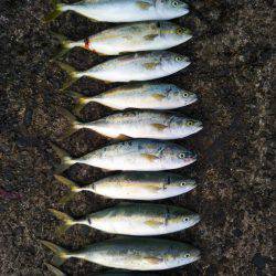 阿南市の辰巳でタチウオとツバス