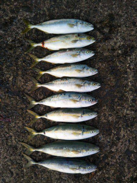 阿南市の辰巳でタチウオとツバス