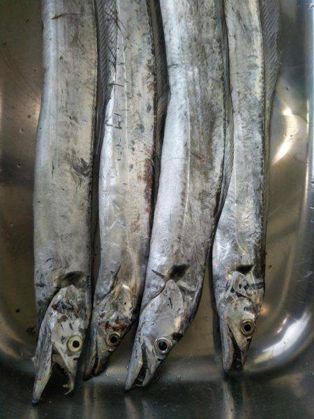 阿南市の辰巳でタチウオとツバス