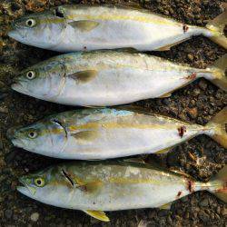 阿南市の辰巳でタチウオテンヤとツバス