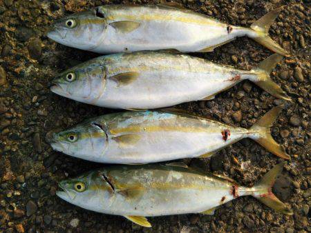 阿南市の辰巳でタチウオテンヤとツバス