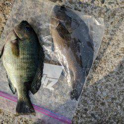 夏の小アジ釣り日和