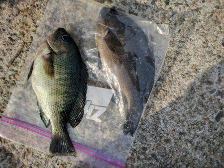 夏の小アジ釣り日和