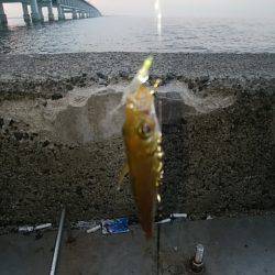 ジグサビキとメバル終了