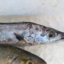 阿南市の辰巳でタチウオテンヤとツバス