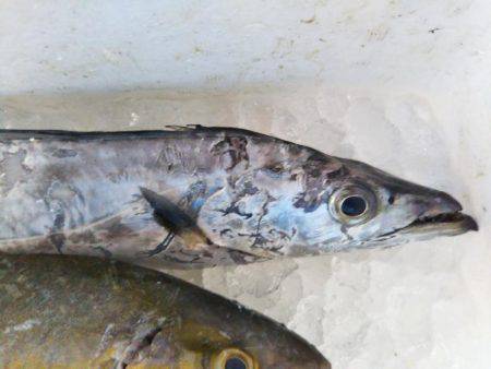 阿南市の辰巳でタチウオテンヤとツバス