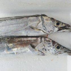 阿南市の辰巳でタチウオとツバス