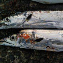 阿南市の辰巳でタチウオとツバス