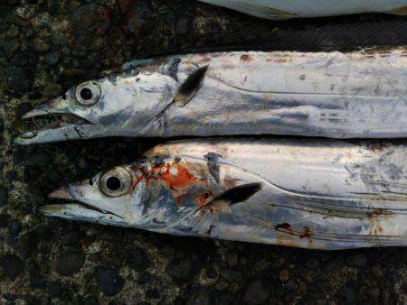 阿南市の辰巳でタチウオとツバス