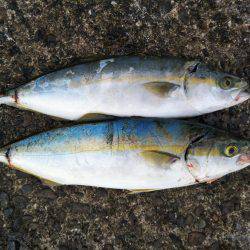 阿南市の辰巳でタチウオとツバス