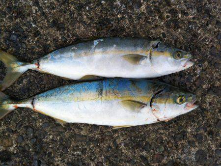 阿南市の辰巳でタチウオとツバス