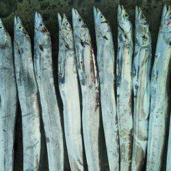 阿南市の辰巳でタチウオとツバスとシオ