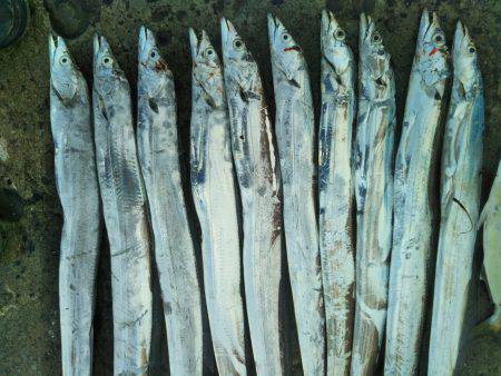 阿南市の辰巳でタチウオとツバスとシオ