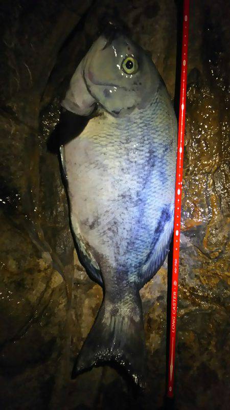 ひさびさのフカセ釣り