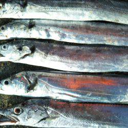 阿南市の辰巳でタチウオテンヤ