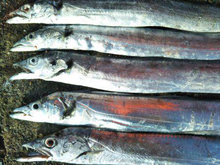 阿南市の辰巳でタチウオテンヤ