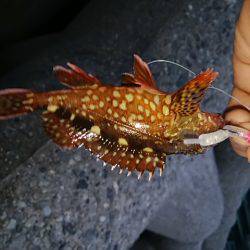 ガシラに会いに