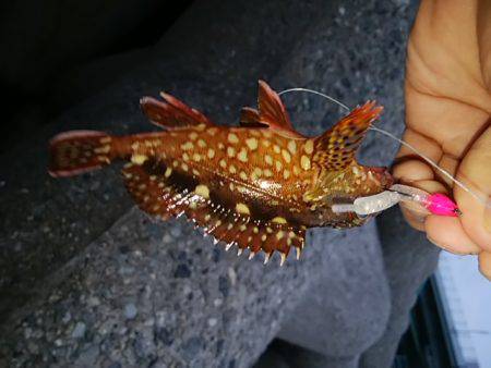 ガシラに会いに