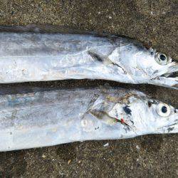 阿南市の大野突堤でタチウオ