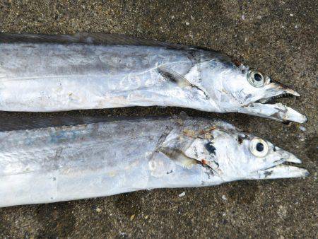 阿南市の大野突堤でタチウオ