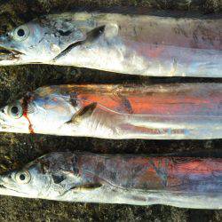 阿南市の辰巳でタチウオとツバスとシオ