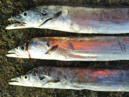 阿南市の辰巳でタチウオとツバスとシオ