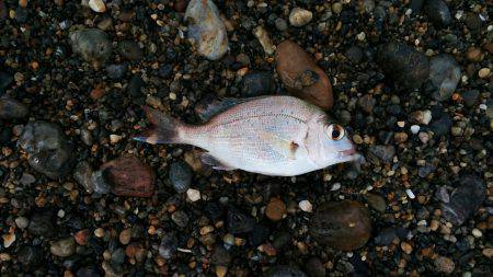 久しぶりの和歌山