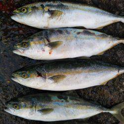 阿南市の辰巳でツバスとシオ